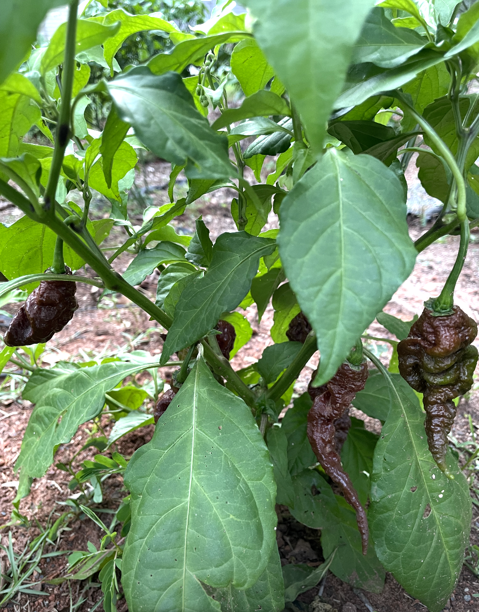(Fresh Picked) Carolina Reaper & Chocolate Primotalii Peppers