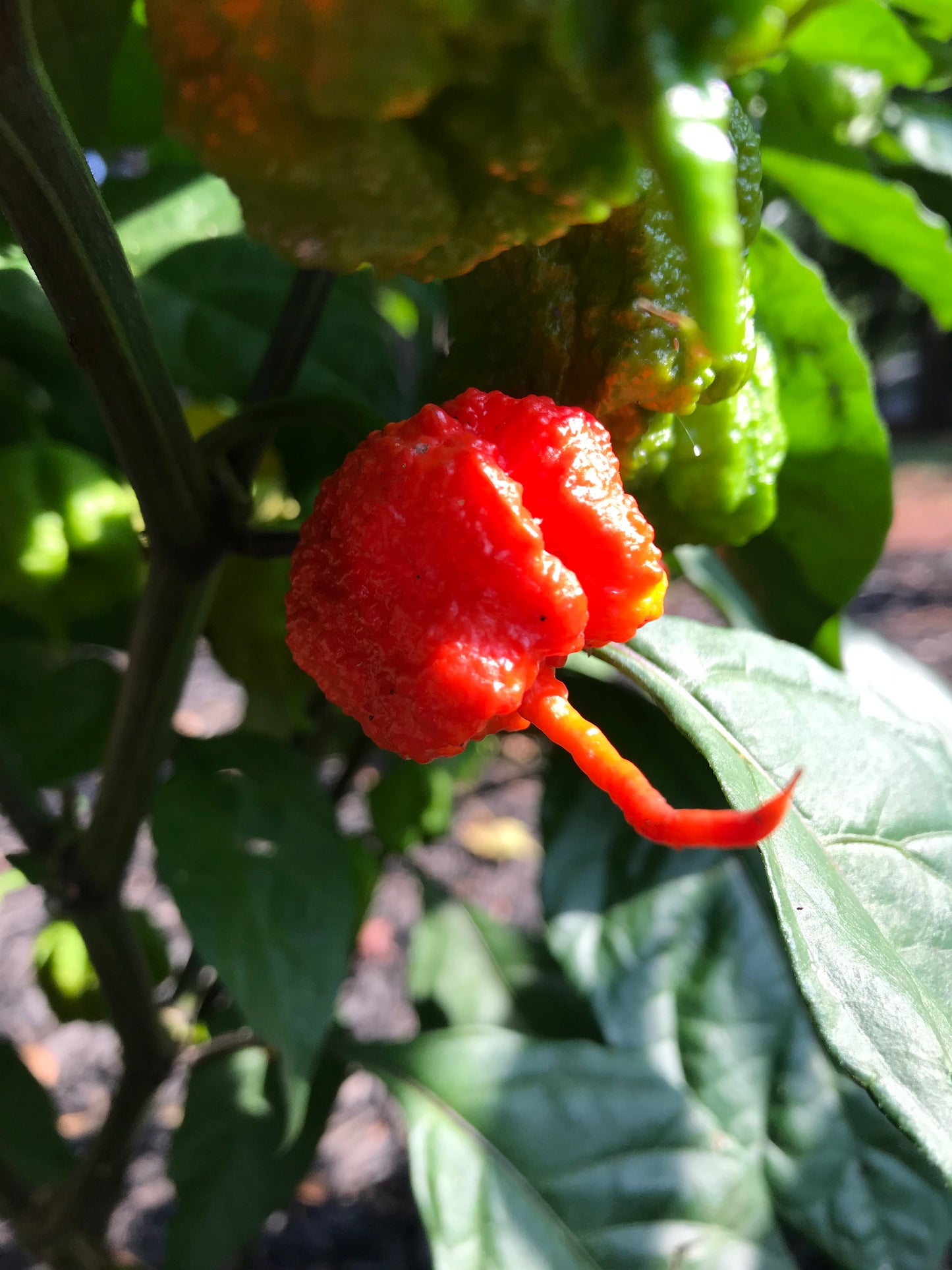 Carolina Reaper Hot Sauce Combo – 50%/90% Pure Carolina Reaper – Burnt Taste Buds