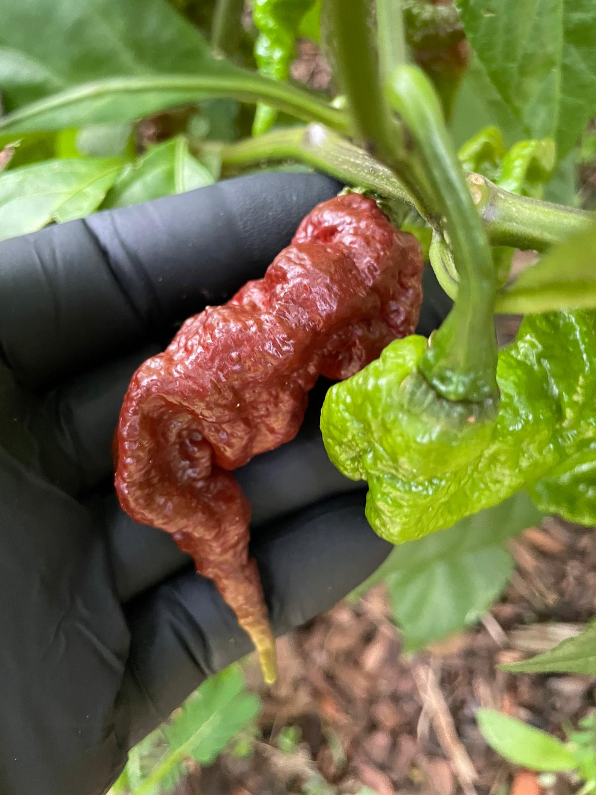 (Fresh Picked) Chocolate Primotalii Peppers