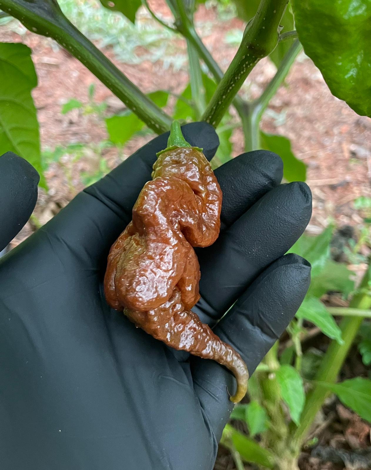 (Fresh Picked) Chocolate Primotalii Peppers