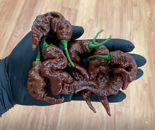 (Fresh Picked) Chocolate Primotalii Peppers