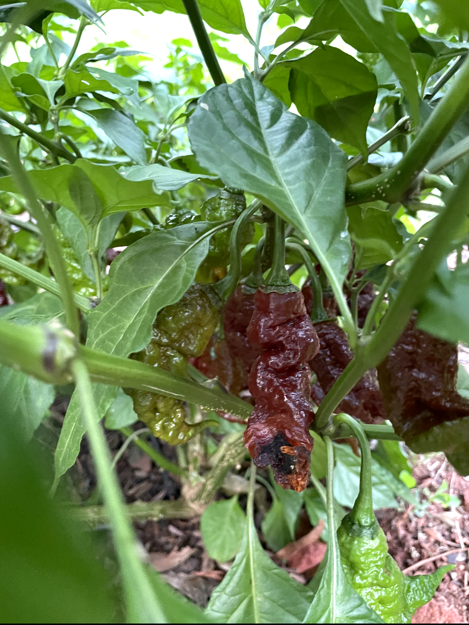 (Fresh Picked) Chocolate Primotalii Peppers