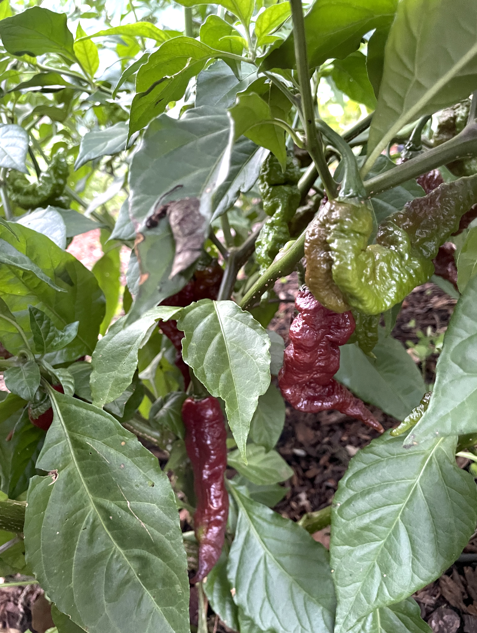 (Fresh Picked) Chocolate Primotalii Peppers