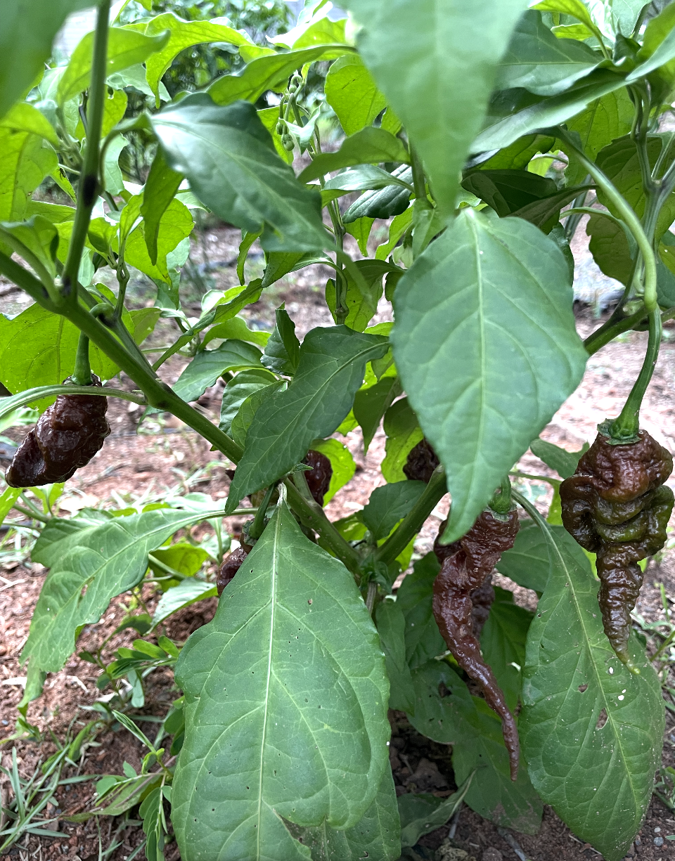 (Fresh Picked) Chocolate Primotalii Peppers