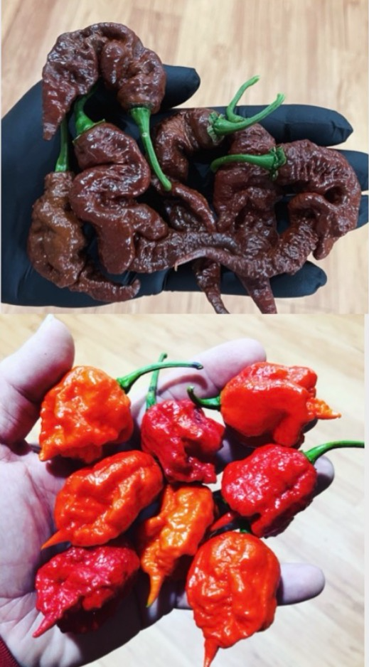 (Fresh Picked) Carolina Reaper & Chocolate Primotalii Peppers