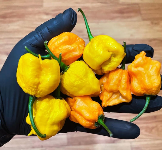 (Fresh Picked) Golden Carolina Reaper Peppers