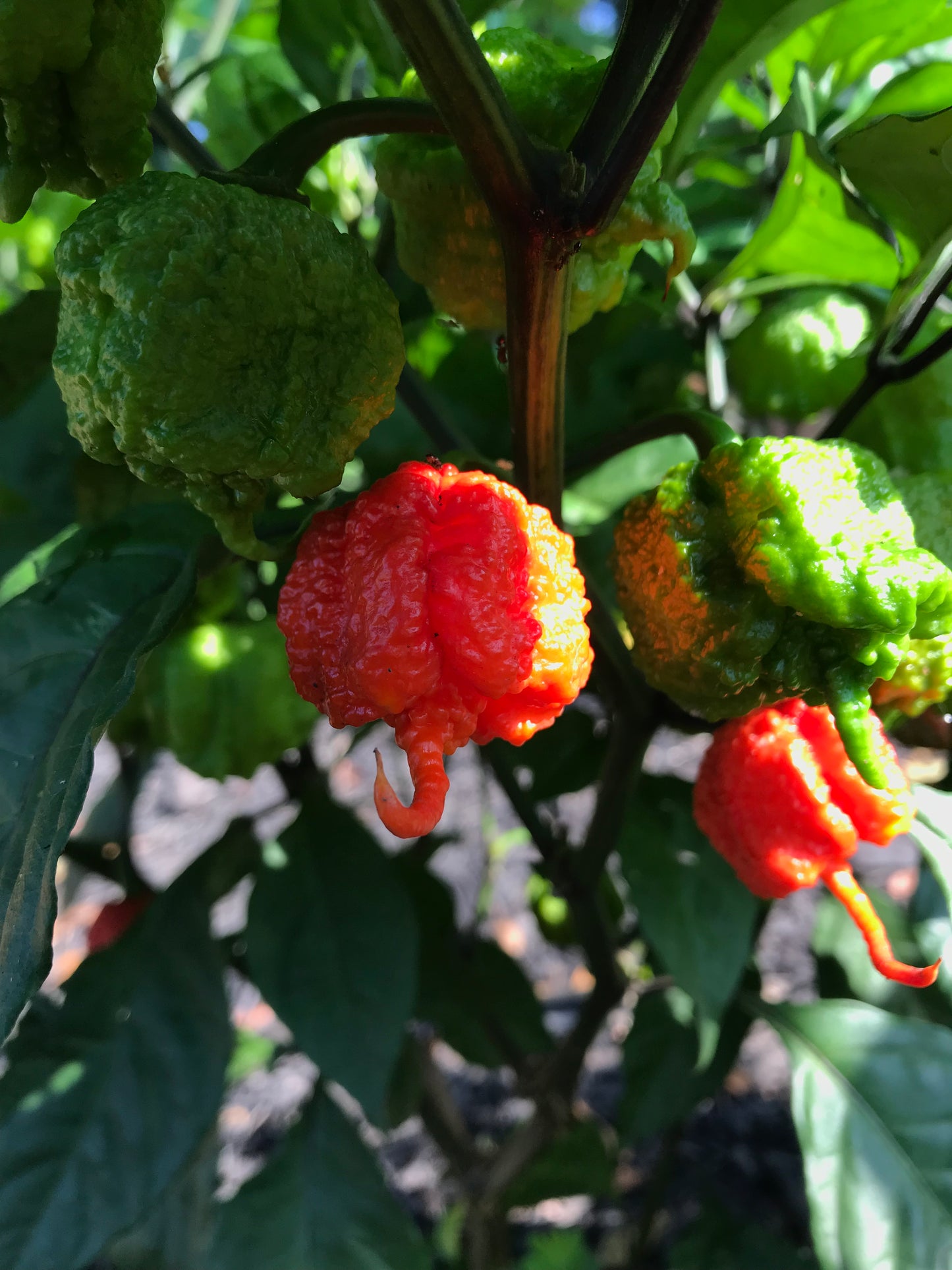 (15 Peppers) Carolina Reaper Powder