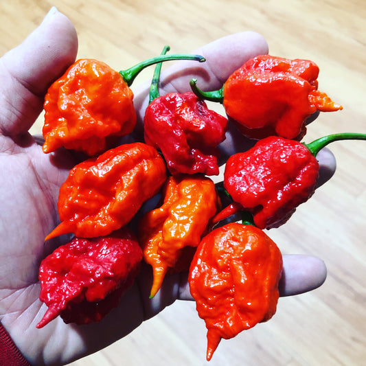 (Fresh Picked) Carolina Reaper  Peppers