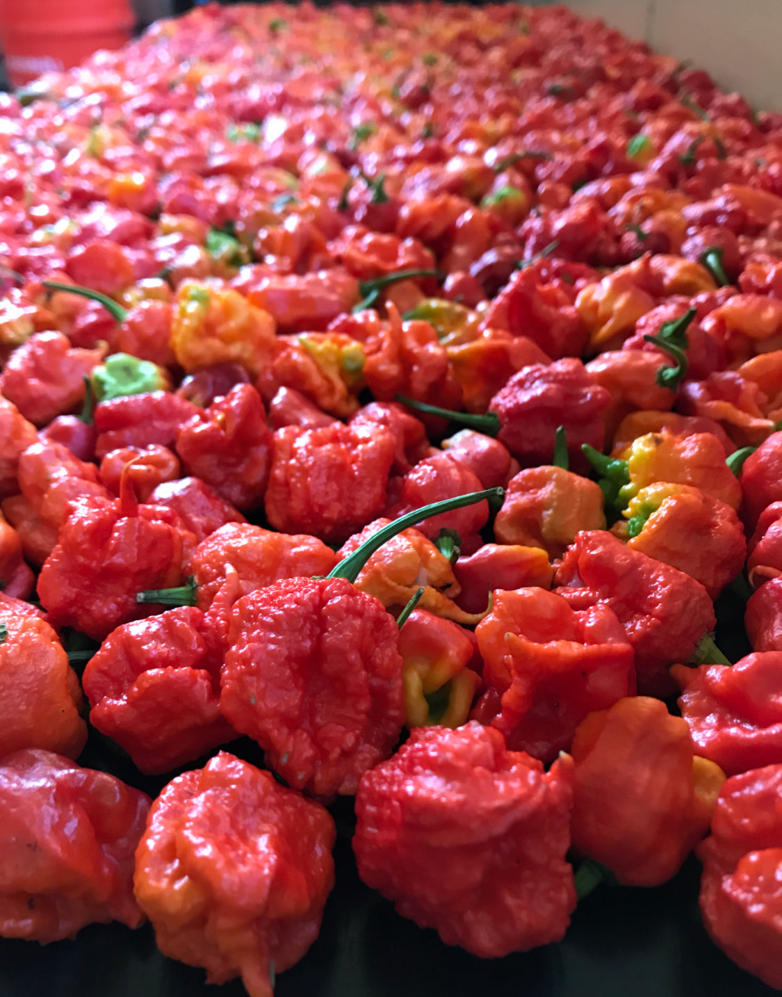 (Fresh Picked) Carolina Reaper  Peppers