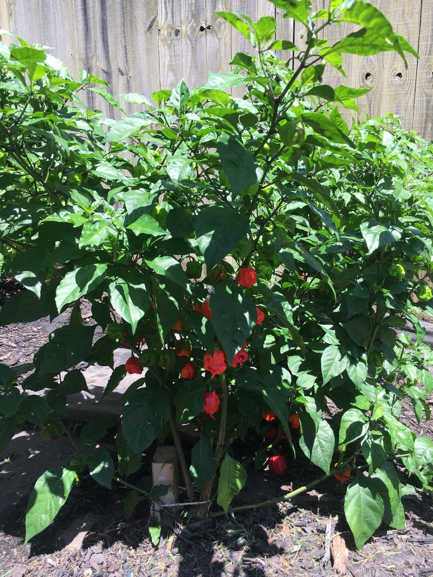 (Fresh Picked) Carolina Reaper  Peppers