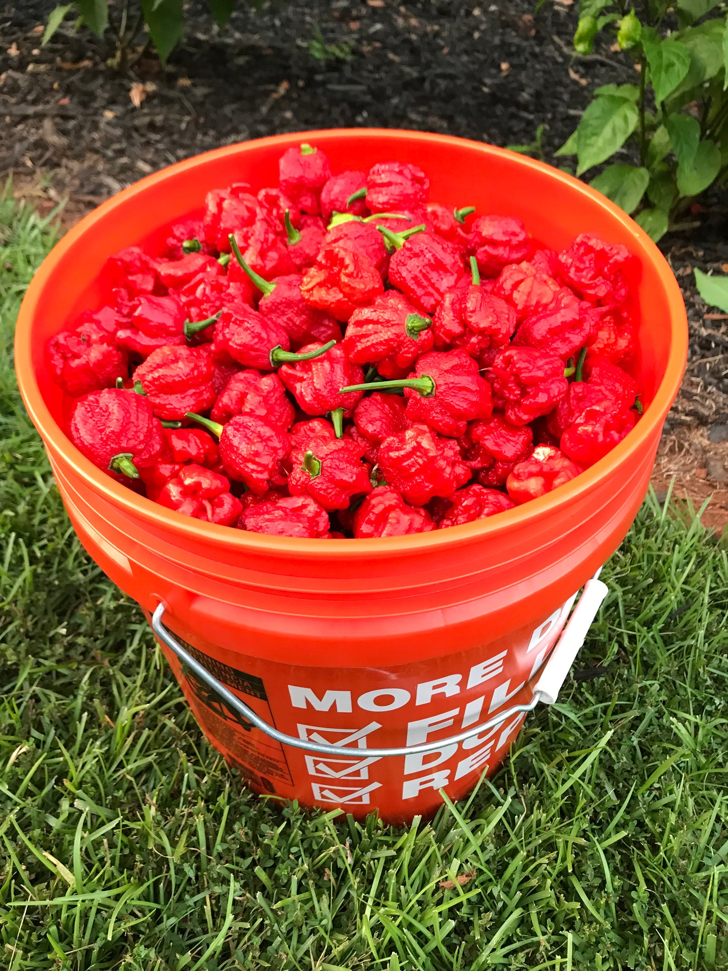 30 Carolina Reaper Pepper Seeds – Free Shipping – See Description for Planting Instructions