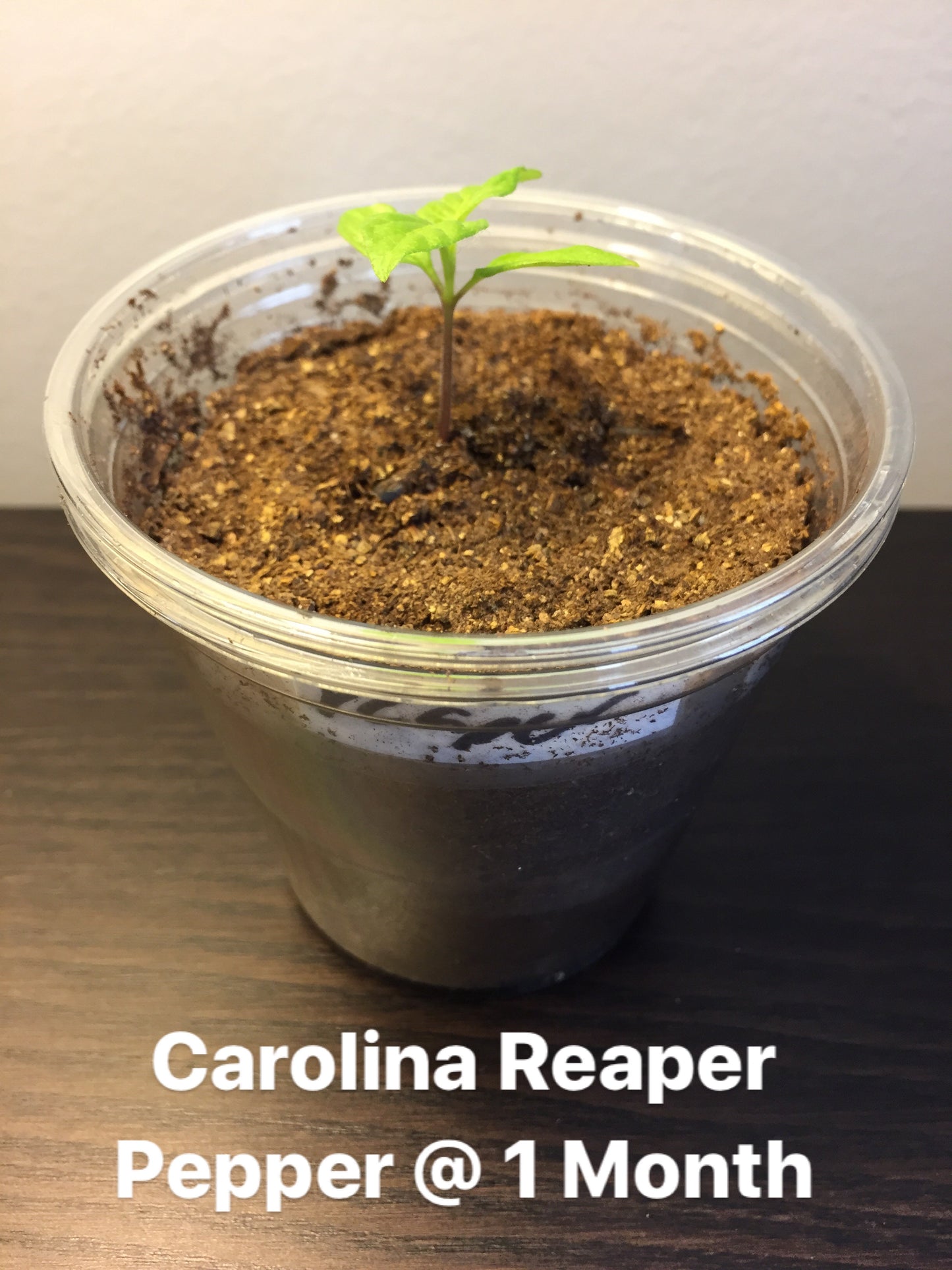 30 Carolina Reaper Pepper Seeds – Free Shipping – See Description for Planting Instructions