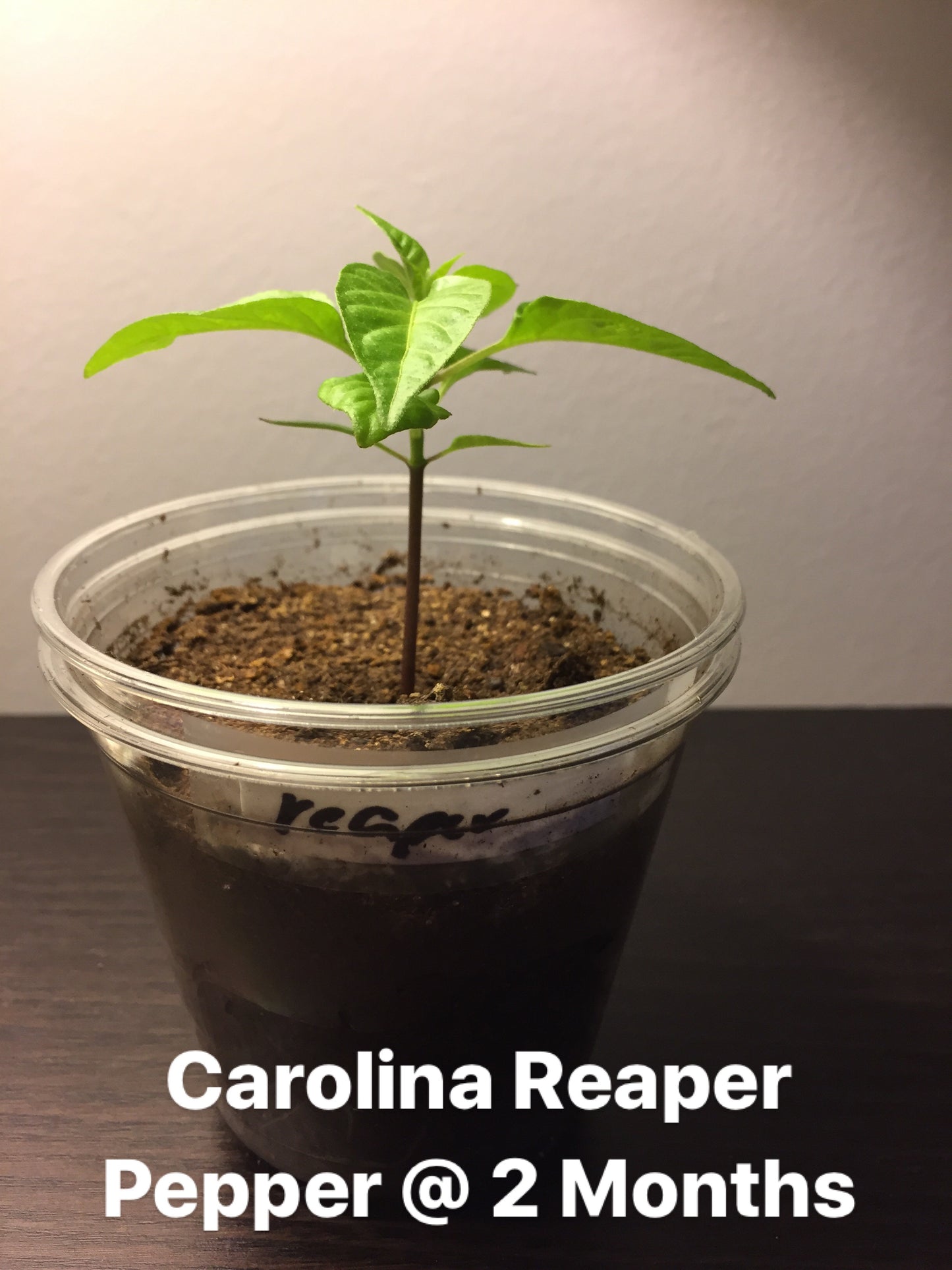 30 Carolina Reaper Pepper Seeds – Free Shipping – See Description for Planting Instructions