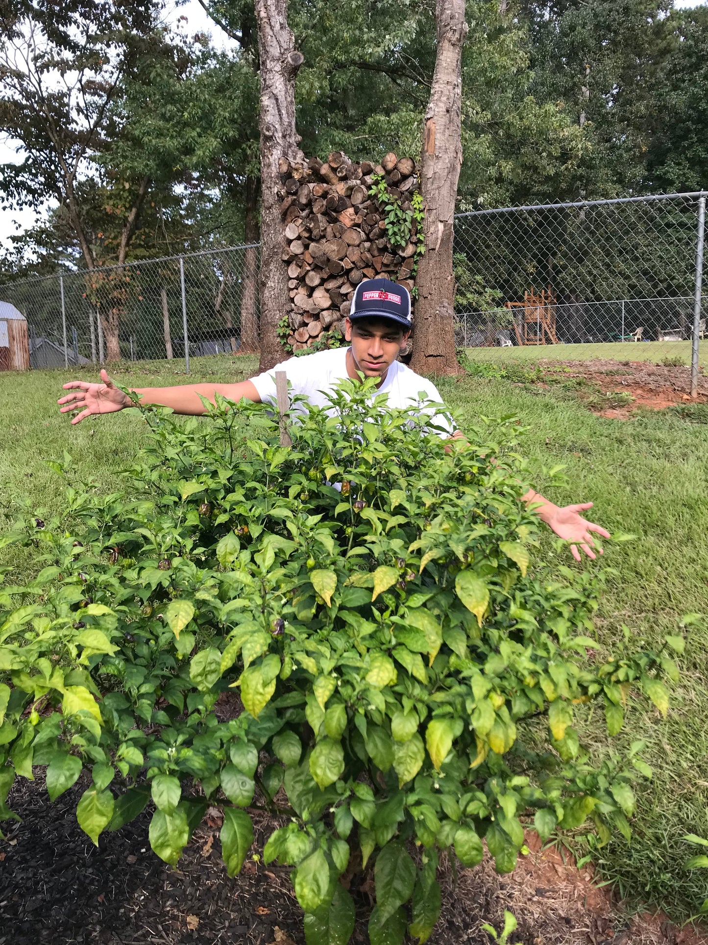 (Fresh Picked) Carolina Reaper  Peppers